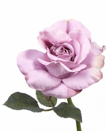 Růže plnokvětá 'vintage' odstín lila, 31cm