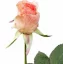 Růže poupátko meruňková Ø 3cm, 35cm