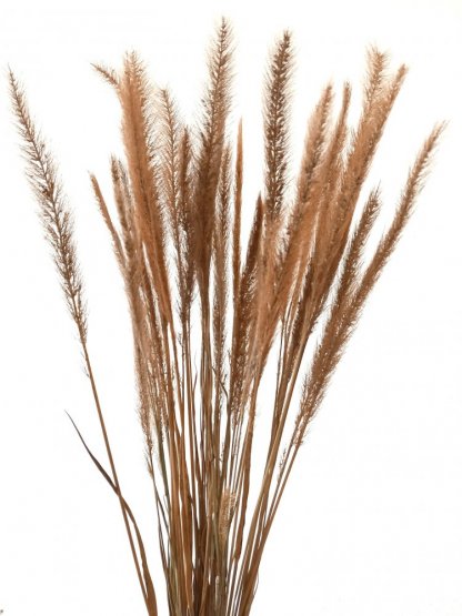 Kavyl páperovitý (Pony tail) prýrodný, sušená tráva zväzok/kytica od 35g-40g