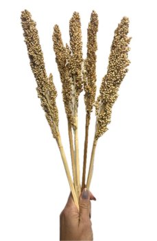 Čirok (Sorghum) prírodný zväzok 5ks