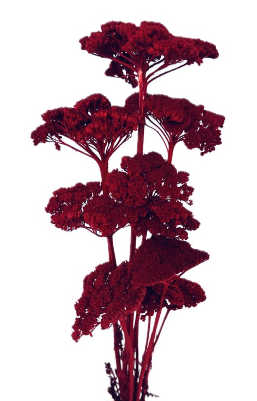 Stabilizovaný rebríček (Achillea) vinový zväzok/kytica 5ks