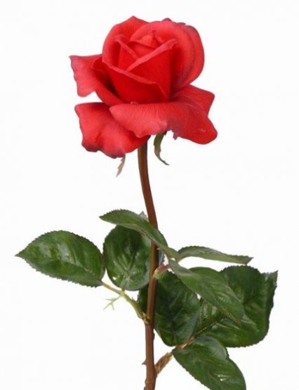 Ruža jemná červená 'ako naozajstná' Ø 7,5cm, 70cm