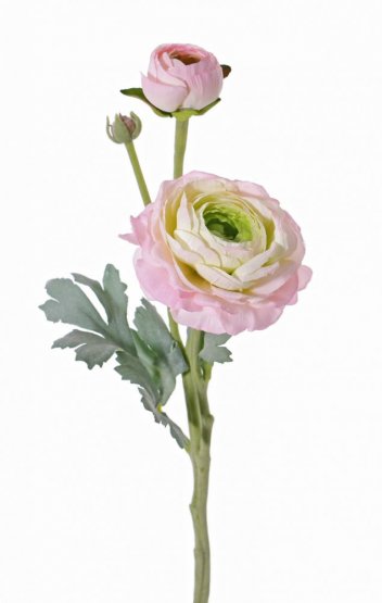 Ranunkulus / živičník kvet Ø9cm, púčik Ø4cm, púčik, hebká stonka s listami 40cm SVETLO RUŽOVY