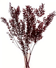 Stabilizovaný ruskus (ruscus) kytice/svazek BURGUNDY vínová