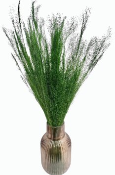 Sušená travina Agrostis zelená 40cm, svazek