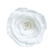 Stabilizovaná ruža L bielá (hlava