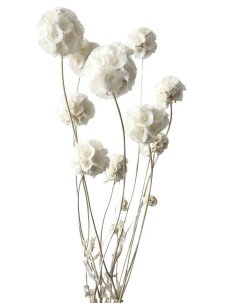 Stabilizovaná Scabiosa bielená zväzok 10 kvetov