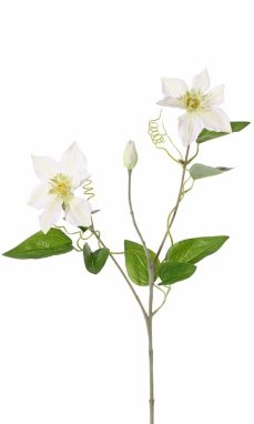 Klematis biele kvety, potiahnutá stonka, 76cm