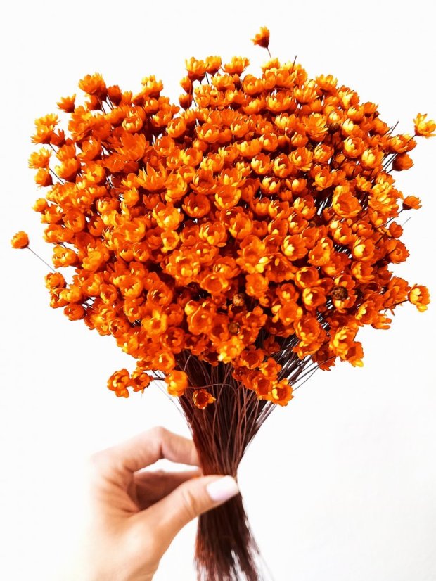 Sušená glixia oranžová, kytice/svazek 50g