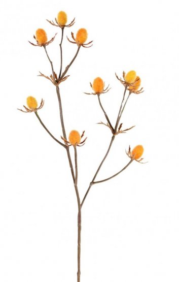 Máčka (Eryngium), okrasný bodlák, žlutý/oranžový, 43cm