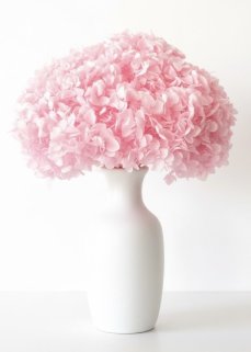 Stabilizovaná hortenzia CABEZA svetlo růžová XL