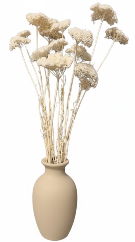 Stabilizovaný řebříček (Achillea) bělený svazek/kytice 5ks