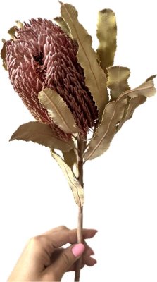 Sušená BANKSIA natural 1ks