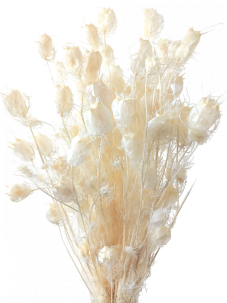 Stabilizovaná černucha (Nigella) bělená svazek/kytice