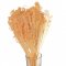 Sušený Broom Bloom 'PEACH FUZZ' (nádych broskyňové), kytica/zväzok od 50g