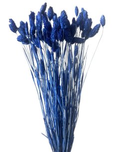 Sušený phalaris kytice/svazek tmavě modrý