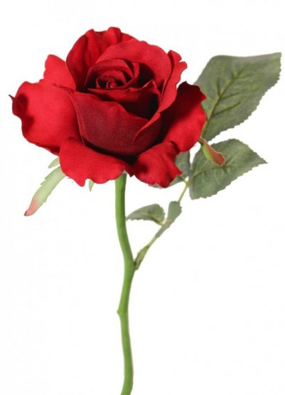 Ruža červená 'de luxe' Ø 8cm, 30cm