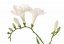 Frézia biela, 2 väčšie kvety, 6 púčikov, 65cm