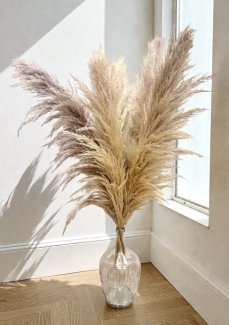 PAMPAS FLUFFY Sušená pampová tráva světlá přírodní 110cm