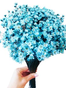 Sušená glixia azurově modrá, kytice/svazek 50g