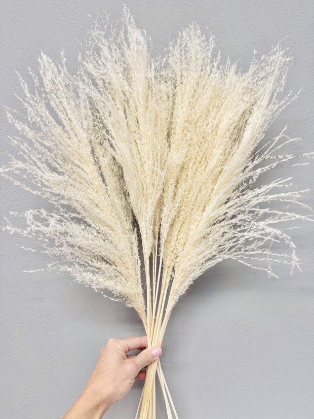 Miscanthus (Ozdobnica čínska) bielená, sušená tráva zväzok