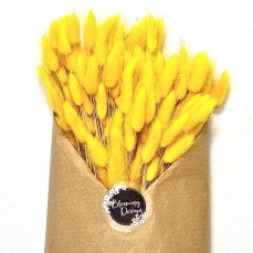 Sušený lagurus (králičí ocásek) žlutý