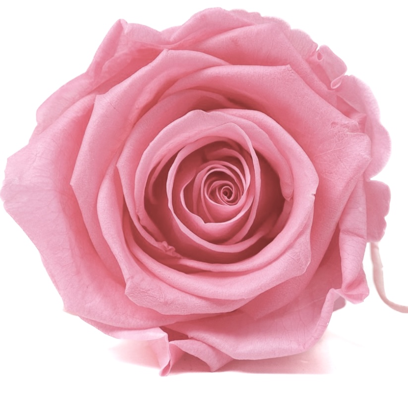Stabilizovaná růže KIARA XL bridal pink (hlava)