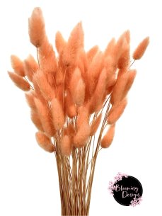 Sušený lagurus (králičí chvostík) marhuľový, zväzok 50g