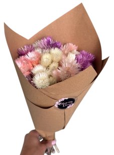 Kytice slaměnek Helichrysum vestitum mix barev