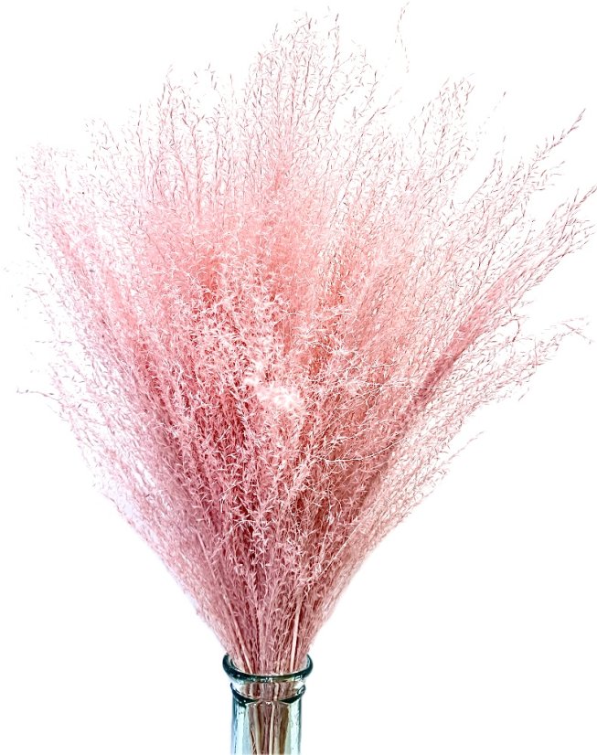 Miscanthus (Ozdobnica čínska) svetlo ružová, sušená tráva zväzok