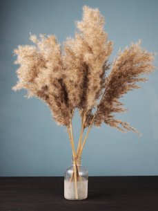 Sušená pampová tráva (pampas) prírodný odtieň zväzok 10ks, 50-60cm