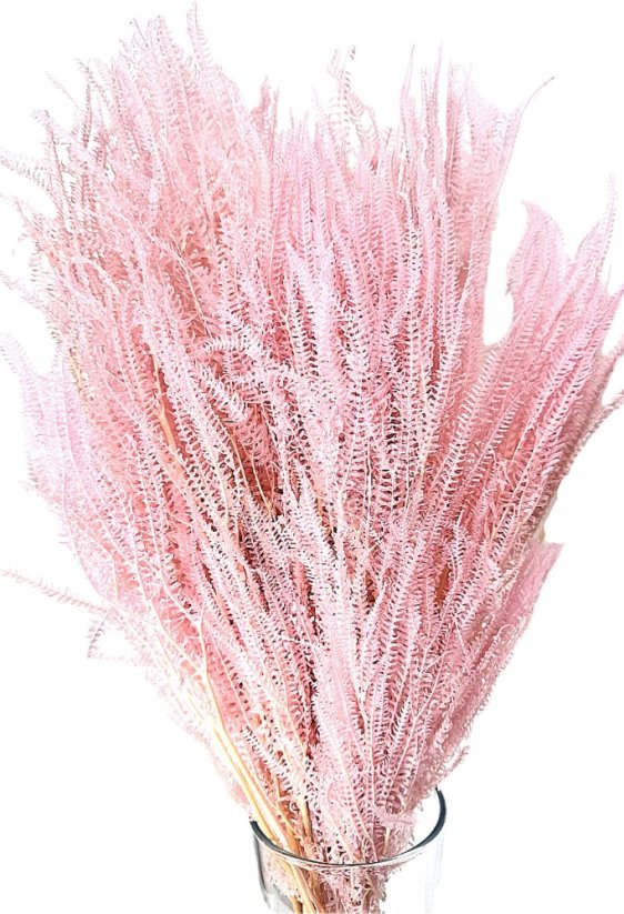 Stabilizovaná kapradina světle růžová svazek 60-80cm - Balení: 150g