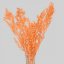 Stabilizovaný ruskus (ruscus) kytica/zväzok lososových vetvičiek