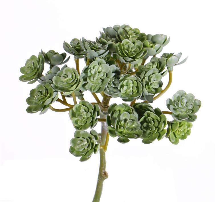 Echevérie/Dužnatka umělá, větvička 37 mini květenství ø12cm, 19cm