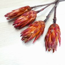 Sušená protea červená/vínová balení