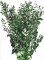 Stabilizovaný ruskus (ruscus) kytice/svazek zelených větviček