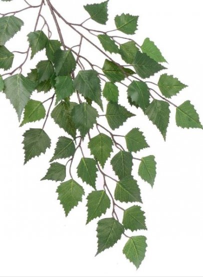 Březové listí větev umělá, zelená, 48 listů, 64cm