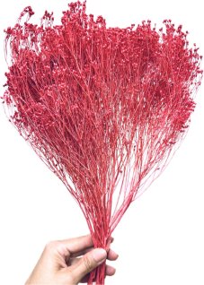 Sušený Broom Bloom fuchsiový, kytice/svazek