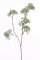 Hladýš/Apiaceae zelený, rozvetvený s púčikmi, 60cm