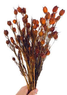 Stabilizovaná černucha (Nigella) karamelová svazek/kytice