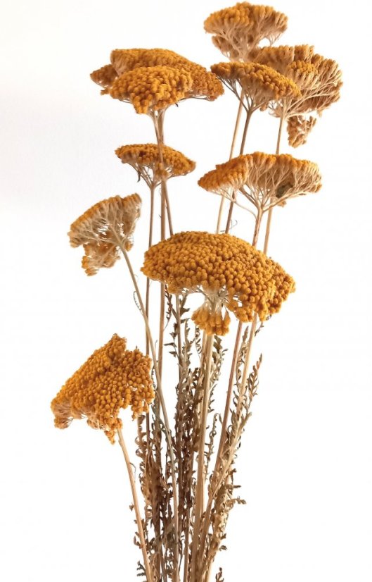 Sušený řebříček (Achillea) svazek/kytice 5ks