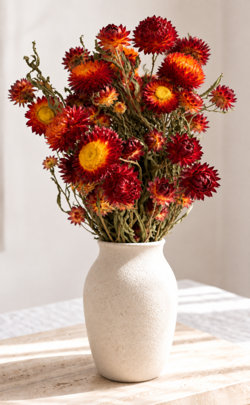 Helichrysum/slamienka vinová/oranžová, zväzok