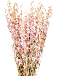 Sušená ostrôžka (Delphinium) svetlo ružová zväzok
