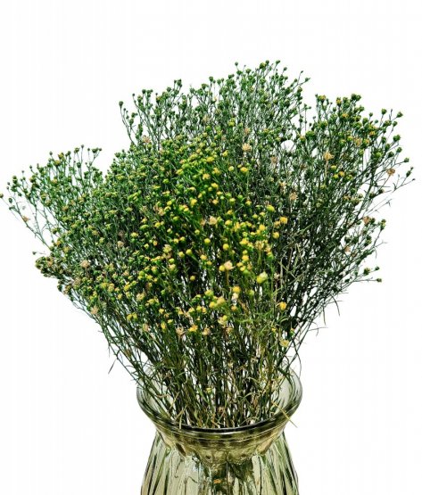 Stabilizovaný Broom Bloom zelený, kytica/zväzok od 50g