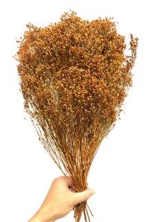 Sušený Broom Bloom karamelový, kytice/svazek