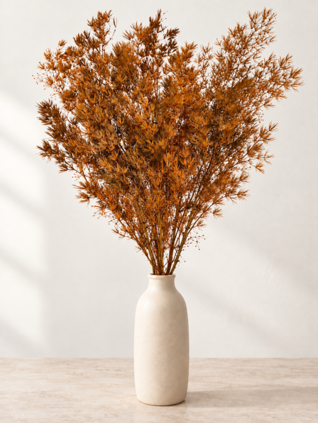 Stabilizovaný Asparagus Miro terracotta, zväzok - Balenie: 70g