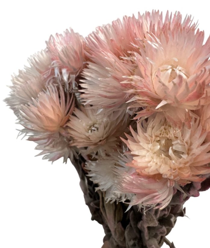Helichrysum vestitum, slamienka svetlo ružová, zväzok - Balenie: 90g