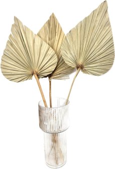 Sušené palmové listy prírodný zväzok XL 3ks