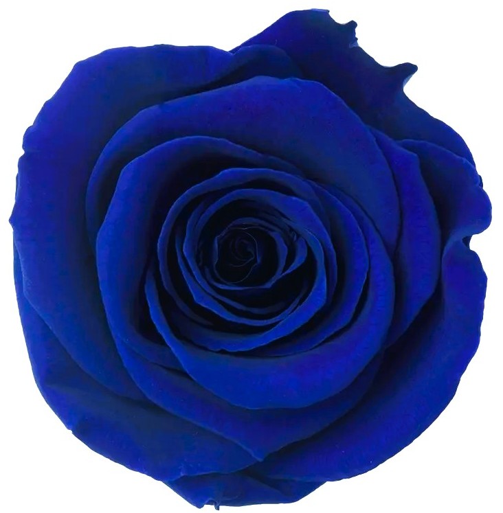 Stabilizovaná ruža Rose Amor XL vyrazná tmavo modrá  / indigo blue (hlava)