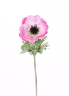 Sasanka/Anemone růžová drobná, 1 květ Ø 6cm, potažený stonek, 32cm